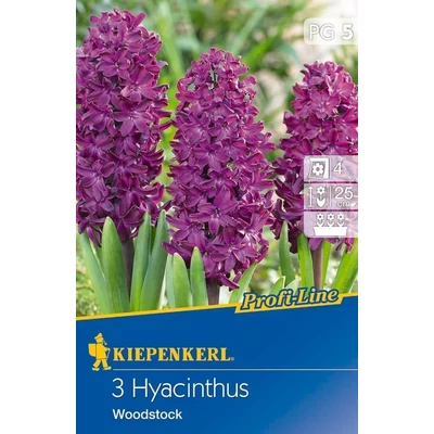 Kiepenkerl Hyacinthus Woodstock jácint virághagymák 3db