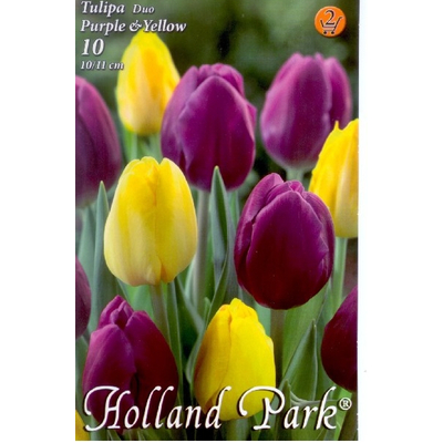 Tulipán virághagyma 10-db-os Duo Purple Yellow