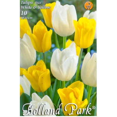 Tulipán virághagyma 10-db-os Duo Yellow White