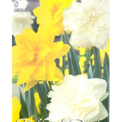 Nárcisz virághagyma 8-dbos Wihite Yellow