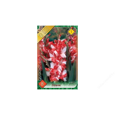 Kardvirág Gladiolus Zizanie 8db/cs