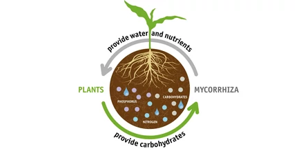 Mikorrhiza gombák szerepe a növények fejlődésében – természetes támogatás Mikomax Garden készítményekkel