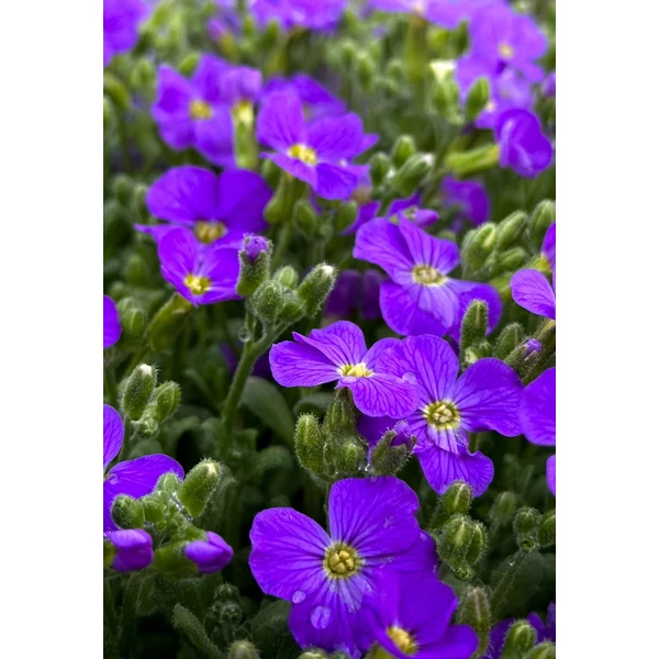 Aubrieta 'Audrey Deep Blue Shades' – Pázsitviola lila