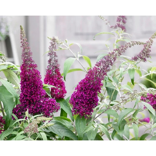 Buddleia davidii 'Sugar Plum' -Nyáriorgona K3 40/60