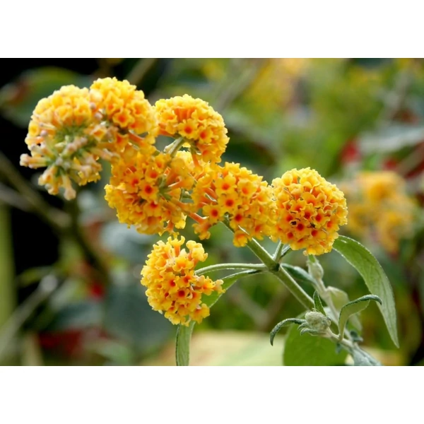 Buddleia × weyeriana 'Sungold' - Nyáriorgona  K5 