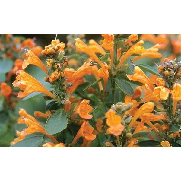 Agastache Arizone Sandstone Izsopfű CS14