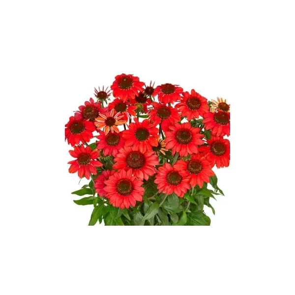 Echinacea purpurea Moodz Powerful - Kasvirág Cs15