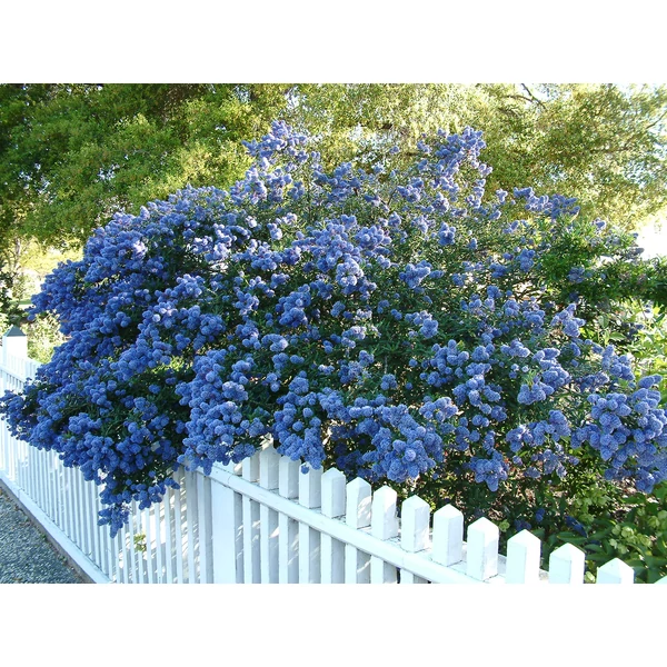 Ceanothus Concha - Örökzöld kék táskavirág