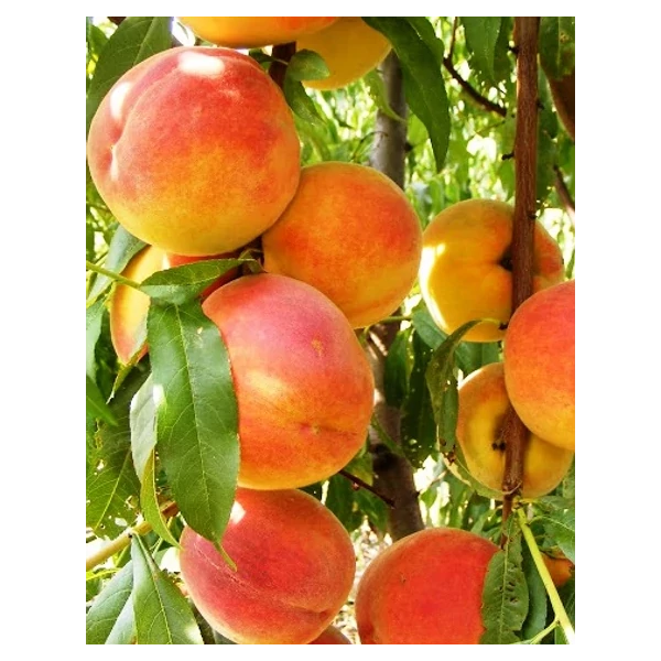 Gyümölcsfa Cresthaven őszibarack K9 100/150