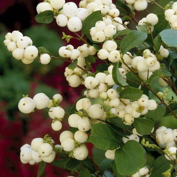 Symphoricarpos x doorenbosii 'White Hedge' - Hóbogyó K2L 40/60