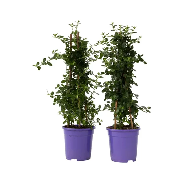 Ceanothus thyrsiflorus var. repens  Táskavirág K2