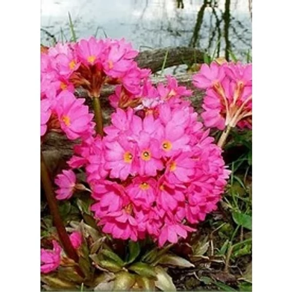 Primula rosea 'Grandiflora' - Rózsakankalin Cs9