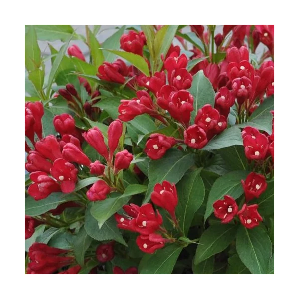 Weigela florida 'All Summer Red' Slinco - Piros virágú rózsalonc K4,5 40-60