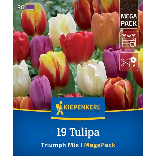 Kiepenkerl Mega-Pack Triumph Tulipán virághagyma  19db