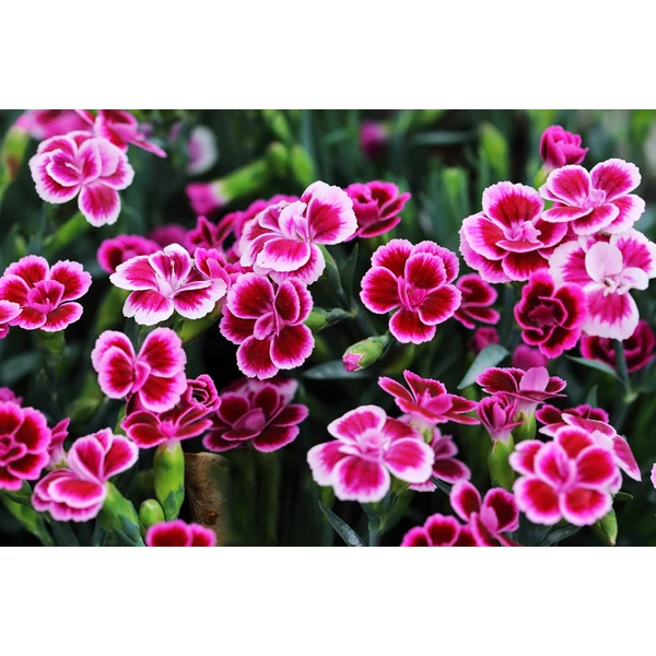 Dianthus Pink Kisses - Évelő szegfű 