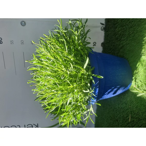 Lavandula Hidcote Blue Levendula Cs25