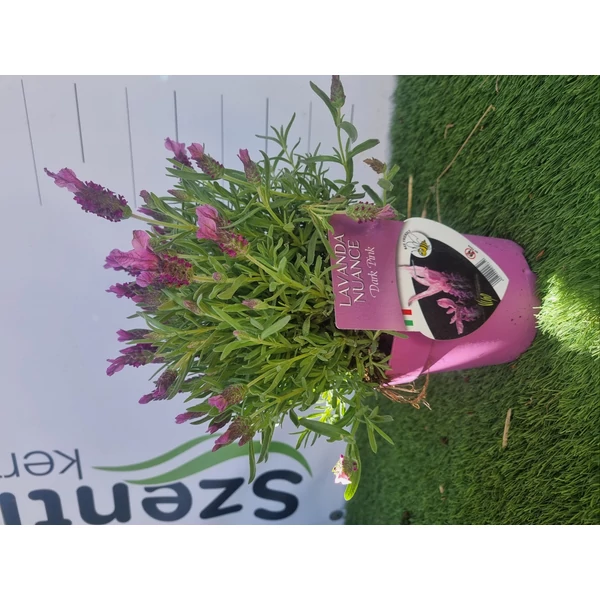 Lavandula-Nuance Violet Francia Levendula Cs14