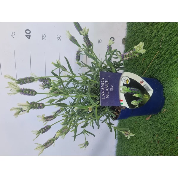 Lavandula-Nuance Blue Francia Levendula Cs14