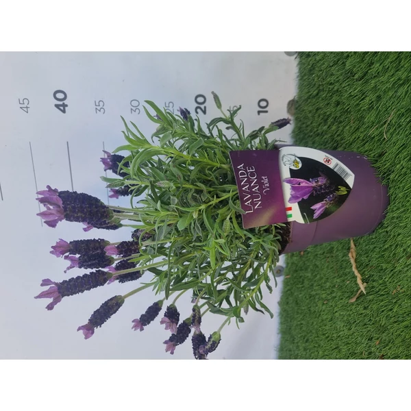 Lavandula-Nuance Dark Pink Francia Levendula Cs14