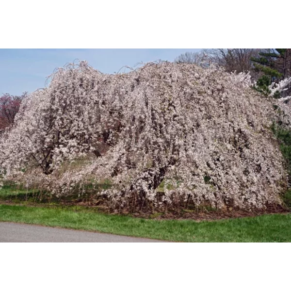 Prunus yedoensis Ivensii– Jedói díszcseresznye 180-250 K25