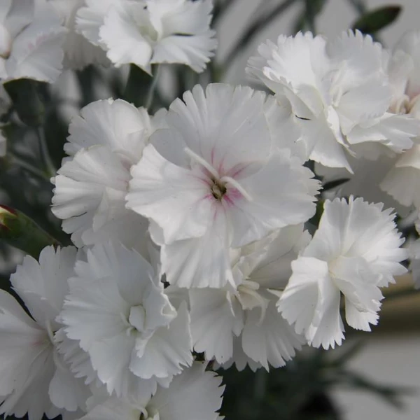 Dianthus plumarius Angel of sorozat Évelő szegfű Cs14