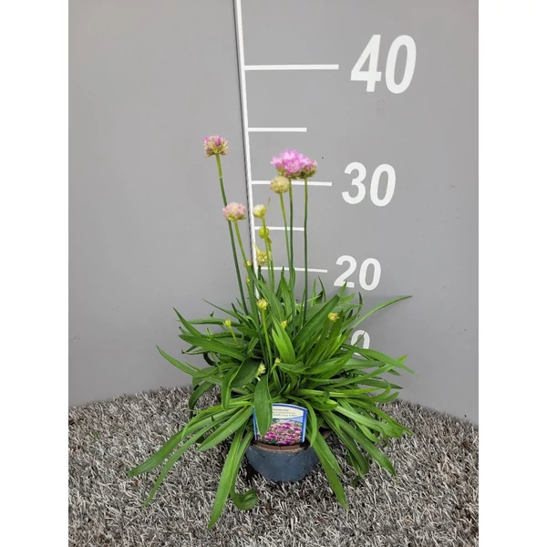 Armeria pseudoarmeria Ballerina Lilac - széleslevelű pázsitszegfű lila P13
