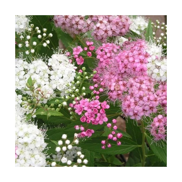 Spiraea japonica Genpei Shiraea- Japán gyöngyvessző K1,5L 20/40
