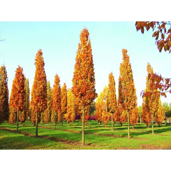 Liriodendron tulipifera standard - Tulipánfa K15 6/8