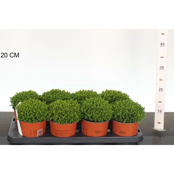 Hebe Emerald Green - Veronikacserje CS13 12/15