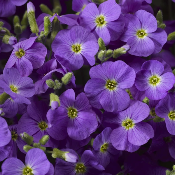 Aubrieta hybrida Axcent G. Violet'  Ibolya színű kerti pázsitviola CS17