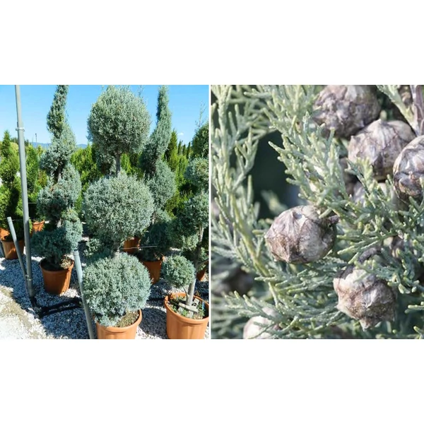 Cupressus arizonica 'Fastigiata' - Arizoniai ciprus K30 130/140 3gömbös