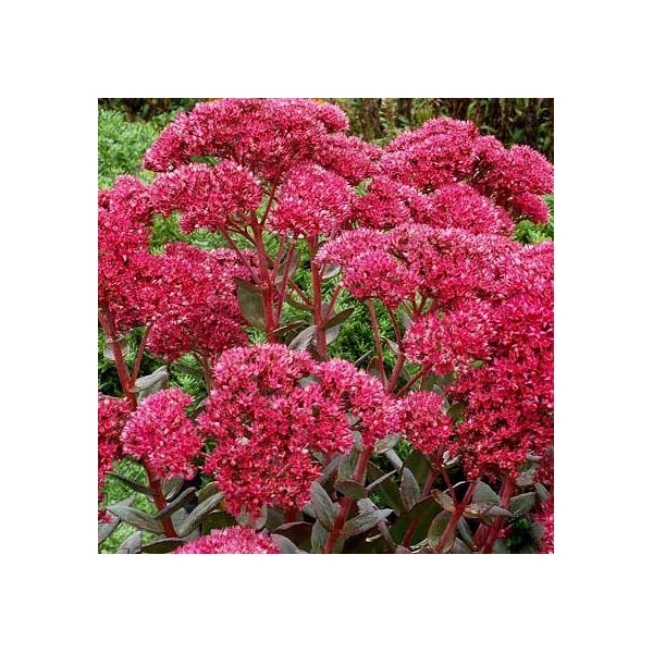 Sedum telephium Thunderhead Varjúháj D14