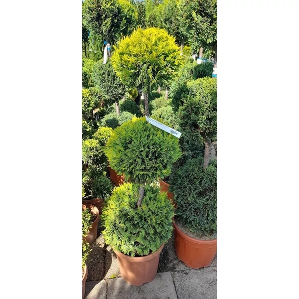 x Cupressocyparis leylandii 'Gold Rider'   Arany leylandi ciprus 120/140 3 gömbös
