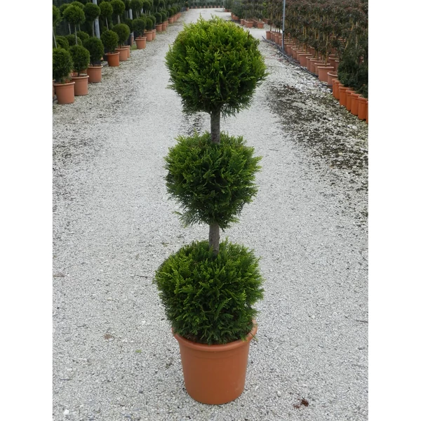 x Cupressocyparis leylandii 'Castlewellan Gold' –  Arany leylandi ciprus 3 gömbös 140 