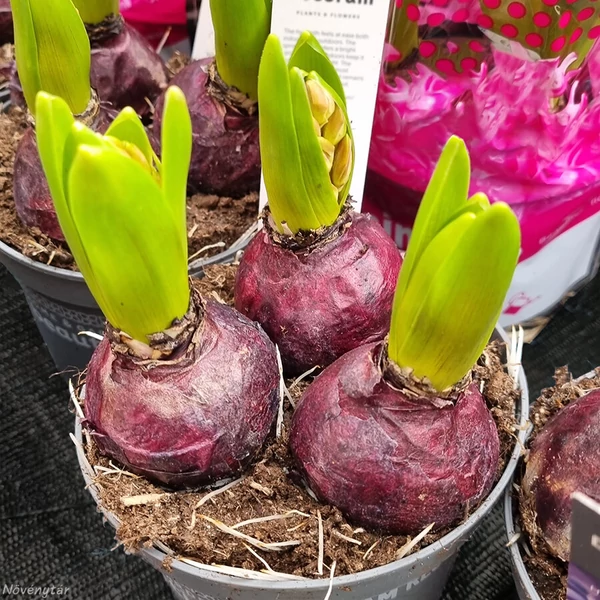 Jácint Virághagyma 5db-os beültetés