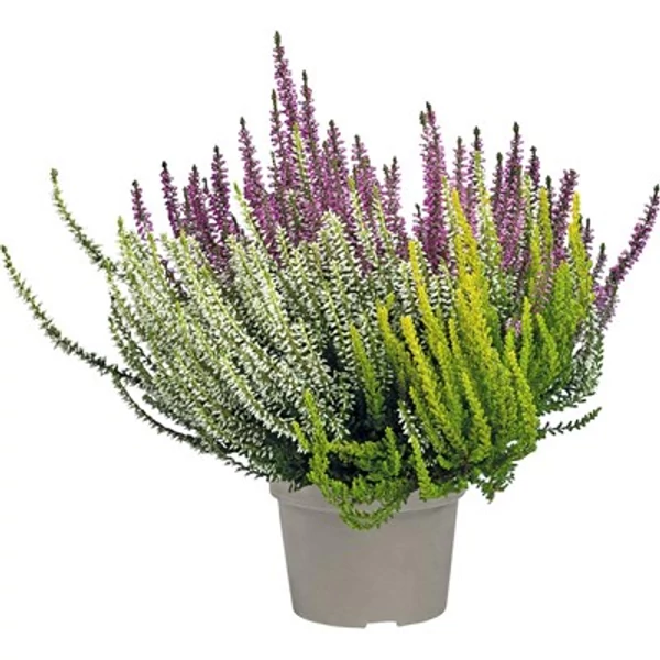 Calluna-Csarab trio futó Cs15