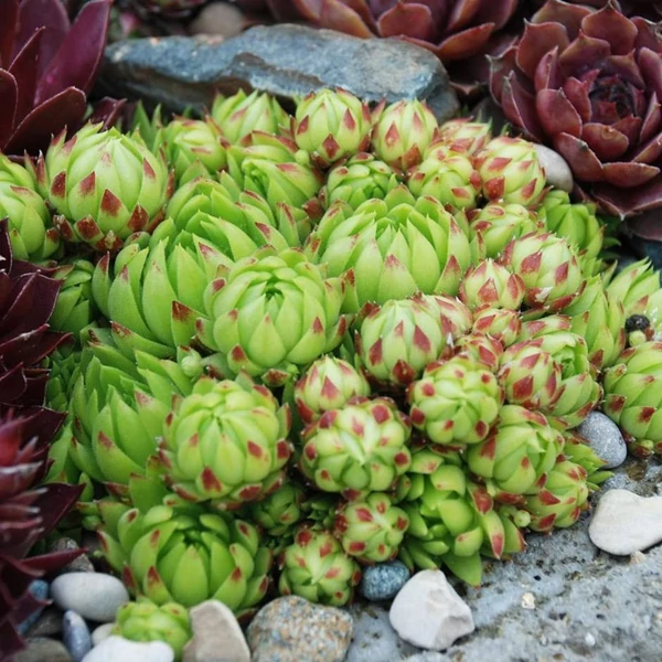 Sempervivum - Kövirózsa CS10,5