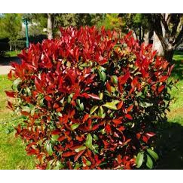 Photinia x fraeseri 'Robusta Compacta'  Korallberkenye  CLT 7 20/30