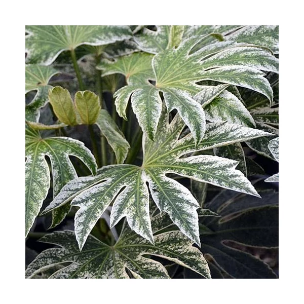 Fatsia japonica 'Spider's Web' – Szobaarália CLT7 50/60