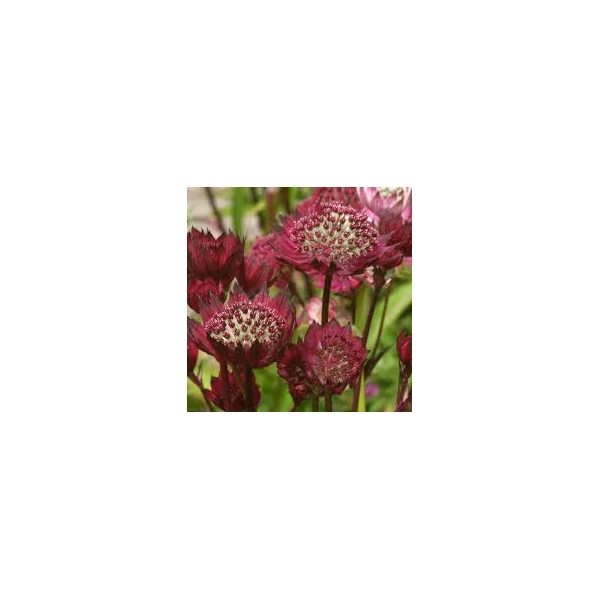 Astrantia major moulin Rouge Völgycsillag D14
