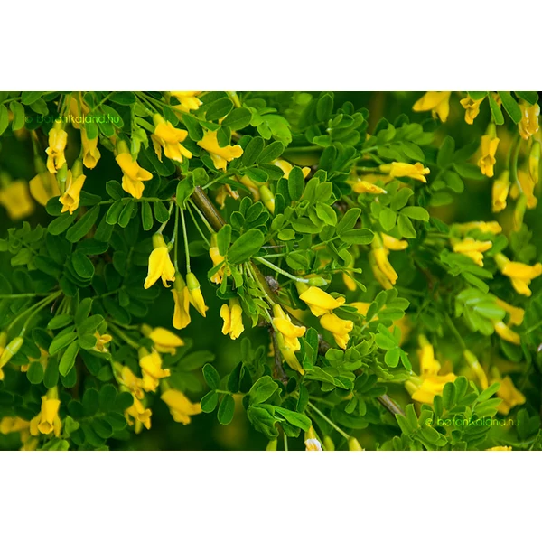 Caragana arborescens 'Pendula' - Csüngő borsófa K10,5 T100