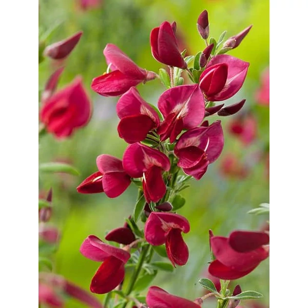 Cytisus racemosus Boskoop Ruby - Seprűzanót CS14
