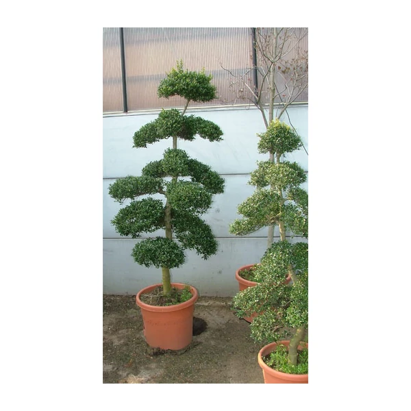 Ilex crenata Bonsai– Csipkéslevelű magyal K15 80/100