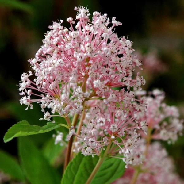 Ceanothus x pallidus 'Marie Simone' - Táskavirág
