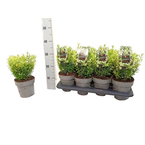 Euonymus jap. Microphyllus Aureovariegatus Gold Kecskerágó P15