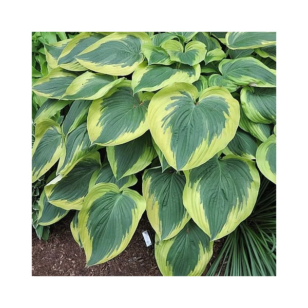 Hosta 'Broad Band' – Árnyékliliom Cs14