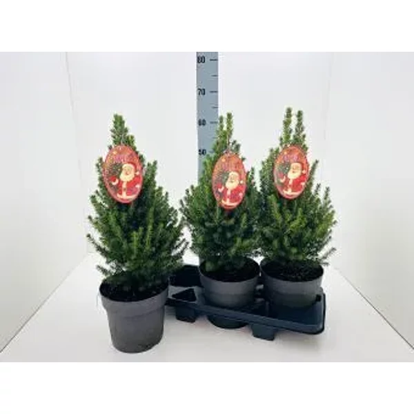 Picea glauca 'Conica' - Cukorsüvegfenyő 65cm