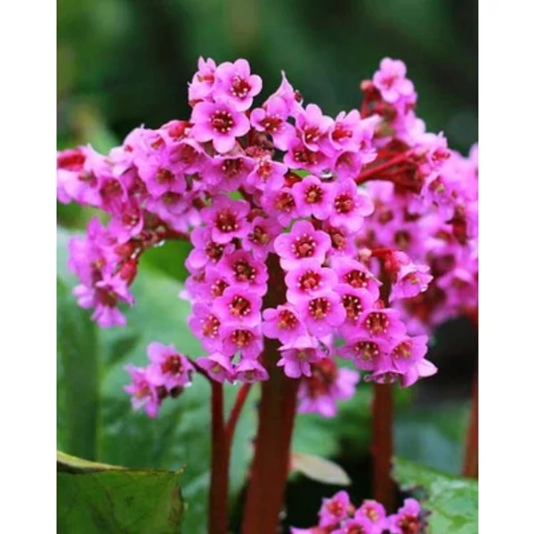 Bergenia cordifolia 'Purpurea' – Bőrlevél Cs9