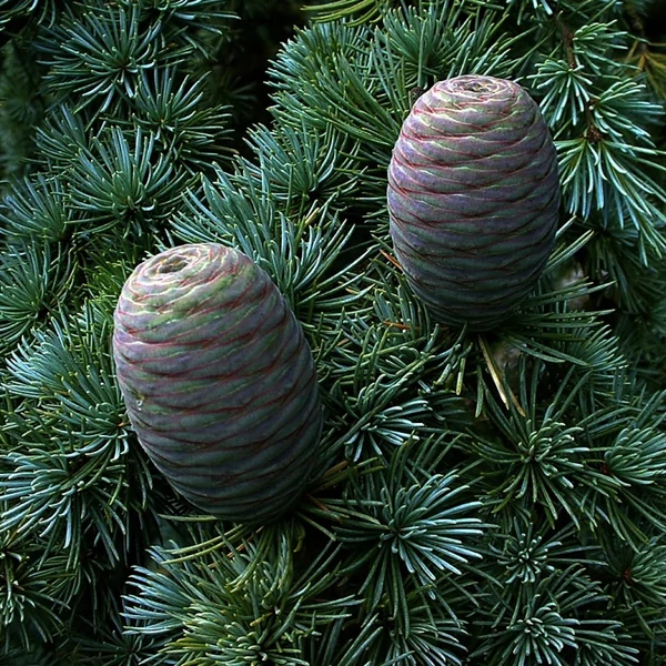 Cedrus atlantica 'Glauca' - Kék atlasz cédrus K35 200 