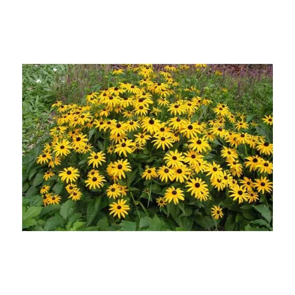 Rudbeckia fulgida Early Bird Gold - Kúpvirág Cs15